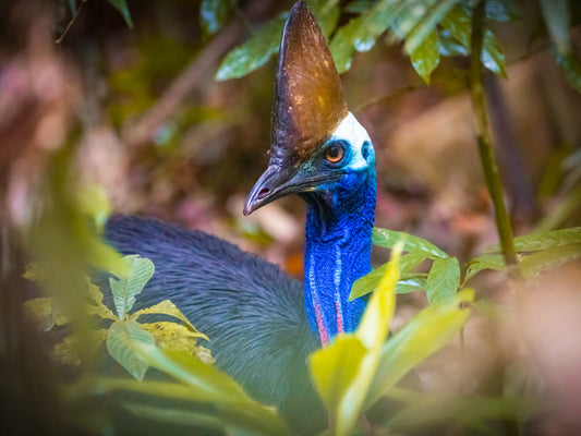 Emerge - Southern Cassowary