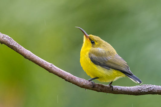 Golden - Olive-backed sunbird