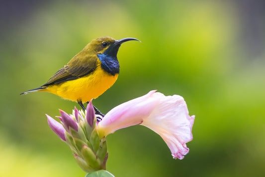 Symmetry - Olive-backed sunbird