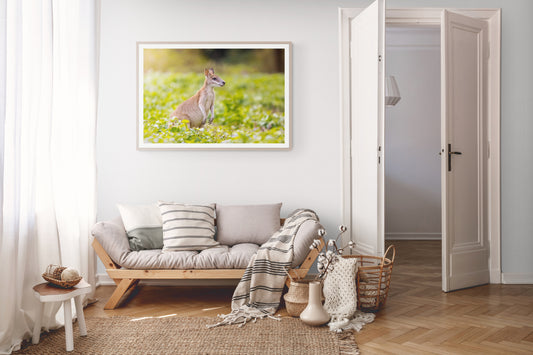 The grazer - Agile wallaby